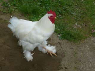 Harry the rooster (He is one of three--all friendly!)