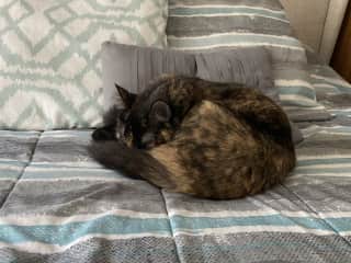 Cleo loves to be curled up somewhere cozy.