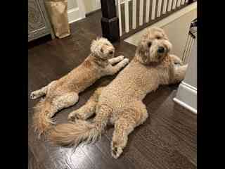 These 2 are inseparable!