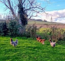 Chickens with their boyfriend Mr Partridge