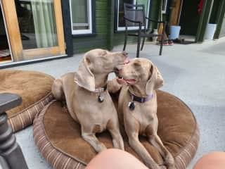 They love their time on the deck and will sit beside you all day soaking up the sun and views.  We spend a lot of time out watching the boats and Harbour activity.