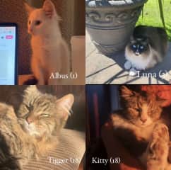 My family has 4 cats, the newest addition being Albus who we adopted early this year. We have two senior cats (Kitty & Tigger) who require a little extra love, medication and assistance in their old age
