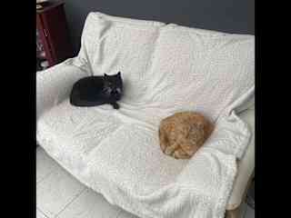 Both of them (at my parents house)