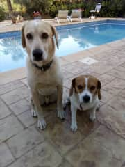 Sammy and Lucy by the pool