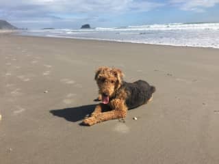 Chewie on a local beach