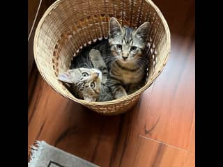Pinot (right) tends to jump in first; Higgins follows.