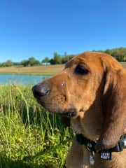 Huby is a strong willed but very loving dog. He was rescued from a hunter who had him in a pen with adult dogs that constantly attacked him, hence his many scars. We’ve had him since he was four months old. He’s made huge progress but is still learning!