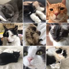 Some of the lovely cats we have looked after