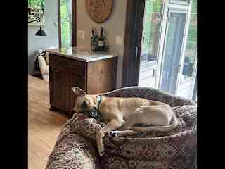 He loves to sleep atop furniture or cuddle with you