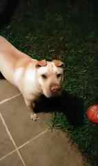 Holly