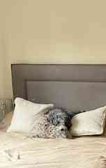 If I curl up on this pillow you’ll never notice I’m on the bed