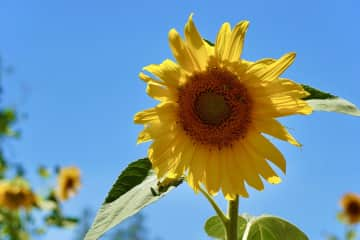 Summer sunflower.