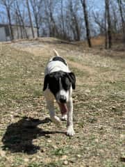 Loving being a "working dog".