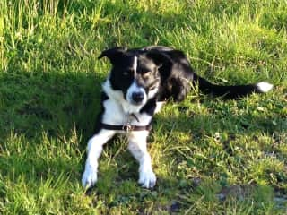 This is Moss, our Border Collie