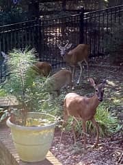 Outside laundry room window