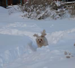 Great White Snow Beast