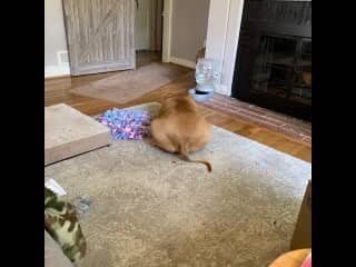 Jude digging through this snuggle mat for some food