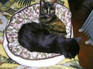 I gifted this bed for senior Eartha, but Andy wanted it too!