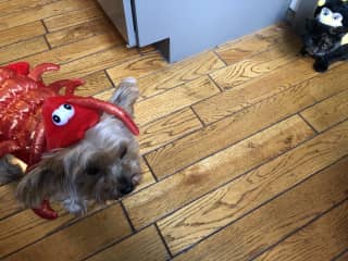 I was a lobster for Halloween and my kitty, Hazel, was a bumblebee.