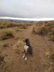 Hank the Catahoula