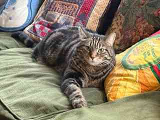 Hi - I'm Grayson and this is my couch!