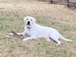 Nanook loves sticks!  There is a field across the street where he will chase a stick or ball all day. He doesn’t always drop it and sometimes wants you to chase him but we are working on that. He is safe off leash in this field.