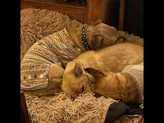 My 3 fur babies.