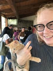 Farm kitten in Italy