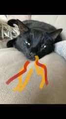 Dragon cat