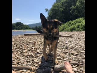Eva by the river. She loves sticks.