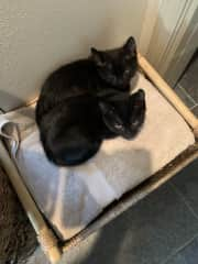 Towel basket works well as a bed.