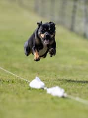 Clover has several lure coursing titles.  Here's a picture of her doing "Fast CAT".