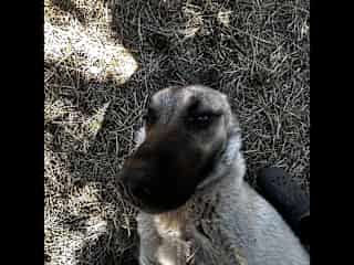 River loves to give his belly (this is a trademark Kangal move). He spends his days with the goats in their enclosure and comes out at night to protect the homestead with Sierra (his best friend).