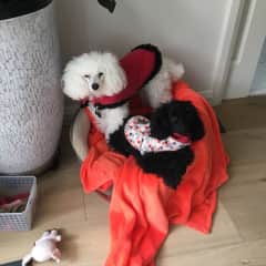 https://www.aussiehousesitters.com.au/members/reviews
Review from minding these gorgeous poodles