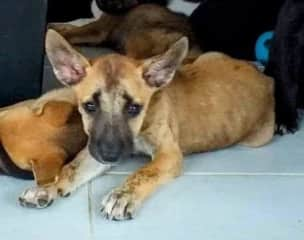 Big ears for such a young dog.