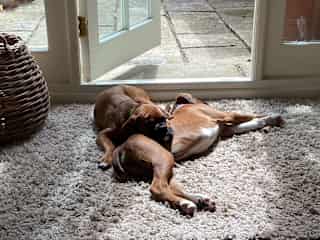 both Saffron and Sage in front of our kitchen door