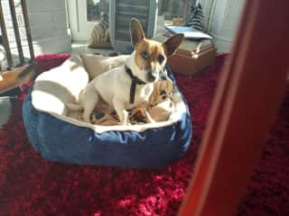 Barnaby , relaxing in the conservatory . He loves the sun !