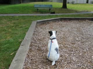 Chico, watching a cat.....