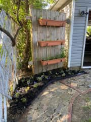 Herb garden and lettuce growing on fence next to garage door