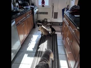 Kitchen, with Daisy (foreground) who passed away this spring at 15.5 years old. Long life and such a loving puggle!