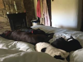 2 dogs and 2 cats decided to join me on my day off.  I didn’t have the heart to move them.