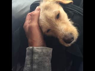 I transported this cutie from Cabo Mexico to Vancouver BC