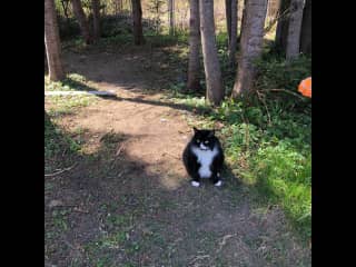 Enjoying the back yard.