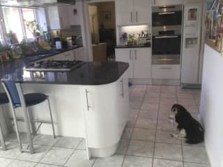 Toby in the Kitchen