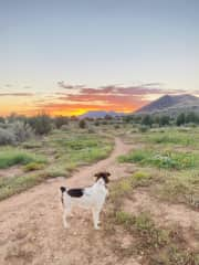 Bailey watching the sunset