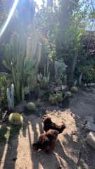 Chickens in cactus garden