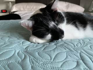 Dreaming