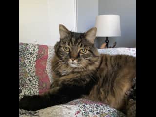 A cat named Spooky