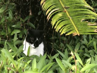 I’m indoor and outdoor, and have all my claws to prove it....