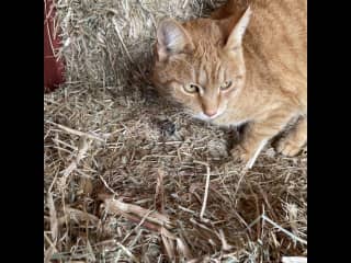 Barn cat
